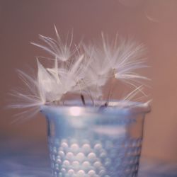 Close-up of white rose on table