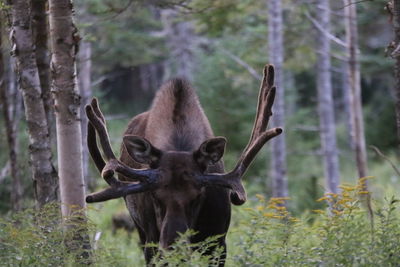 Deer in a forest