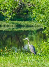 Side view of bird by the lake