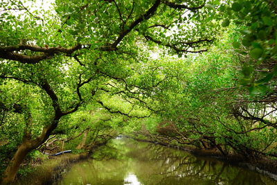 Scenic view of lake in forest