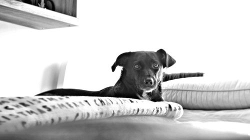 Portrait of dog relaxing on bed at home