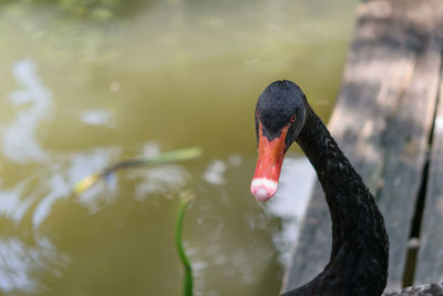 Black swan swimming in lake