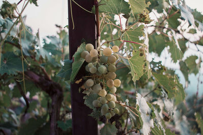 Close-up of fruits growing in vineyard