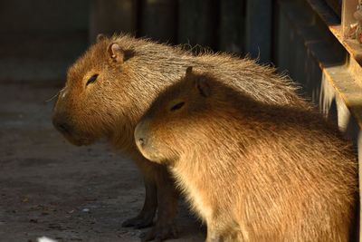 Close-up of capybaras in zoo