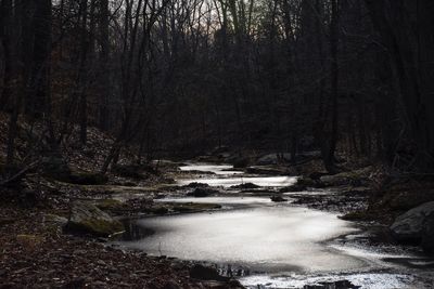 Scenic view of forest