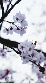 Close-up of cherry blossoms in spring