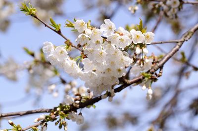 Close-up of apple blossoms in spring