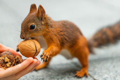 Cute squirrel eats nuts in the park