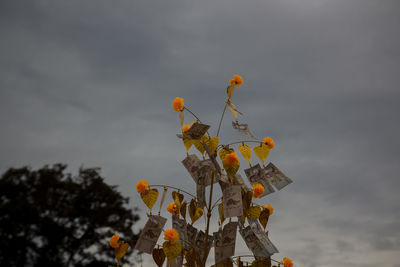 Low angle view of flowering plant against sky