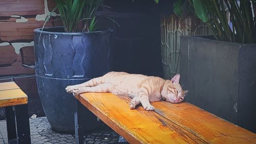 Cat sleeping on table