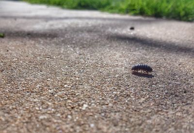 Close-up of crab on sand