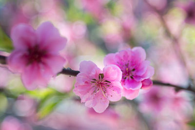 Close-up of pink cherry blossom