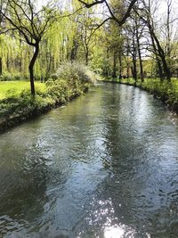 River amidst trees in forest