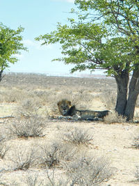 View of a horse on field