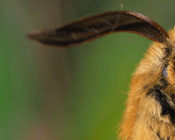 Close-up of insect