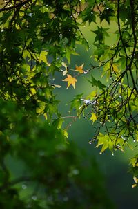 Low angle view of tree against blurred background