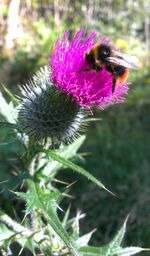 Close-up of honey bee on thistle