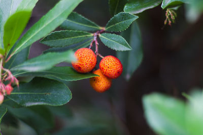 Close-up of orange fruits on plant