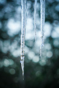 Close-up of icicles against blurred background