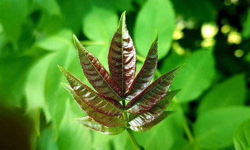 Close-up of fresh green leaves