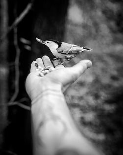 Midsection of person holding bird