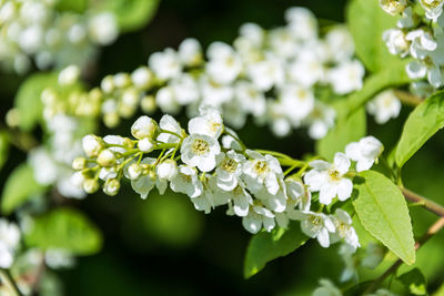 Close-up of white flowering plant