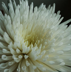 Close-up of white flower