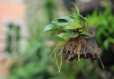 Close-up of wilted plant