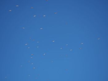 Low angle view of birds flying in sky