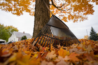 Close-up of autumn leaves on tree