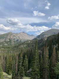 Scenic view of pine trees against sky