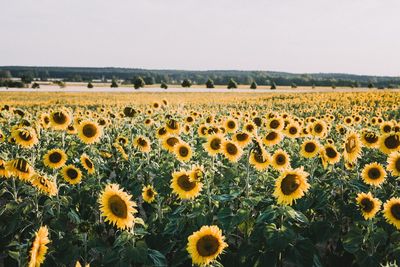 Scenic view of sunflower field against sky