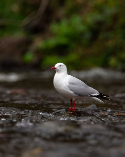 Close-up of seagull perching on a land