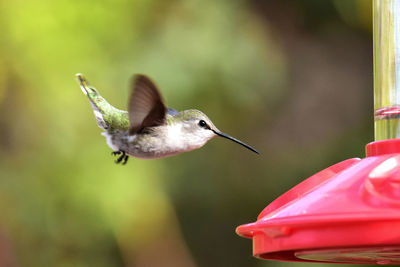 Close-up of bird flying