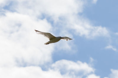 Low angle view of seagull flying against sky