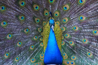 Close-up of peacock