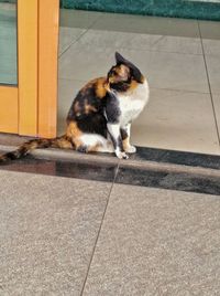 Cat sitting outdoors