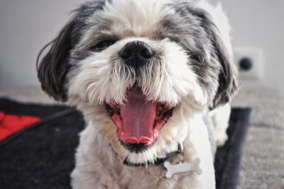 Close-up portrait of dog