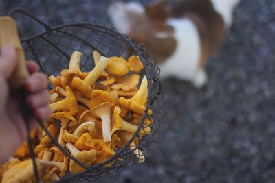 Close-up of hand holding mushroom