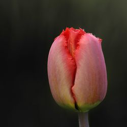 Close-up of red flower against black background
