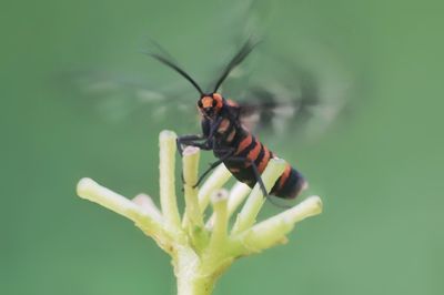 Close-up of insect on leaf