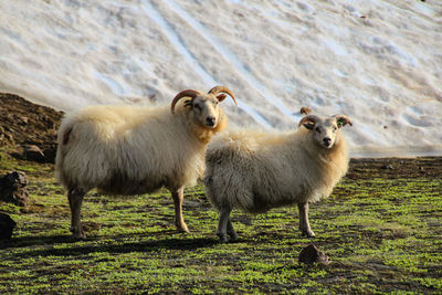 Sheep standing in a field