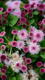 Close-up of pink flowering plants