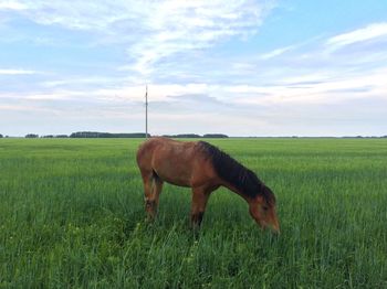 Horse grazing in field