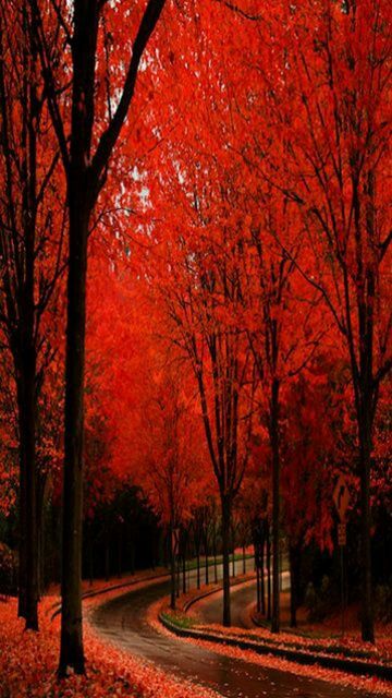 tree, autumn, change, red, the way forward, season, orange color, beauty in nature, tranquility, nature, road, tranquil scene, scenics, branch, growth, diminishing perspective, transportation, footpath, treelined, vibrant color