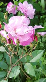 Close-up of pink flowers