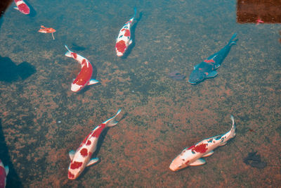 High angle view of fishes swimming in sea