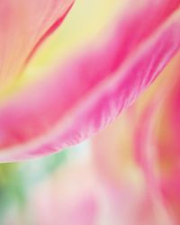 Macro shot of pink flower