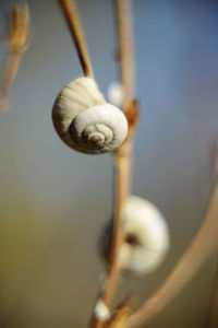 Close-up of snail on plant