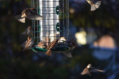 Close-up of bird flying over feeder